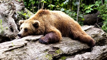 Always Groggy In The Morning? New Study Suggests Changing Your Alarm Sound Could Improve Alertness