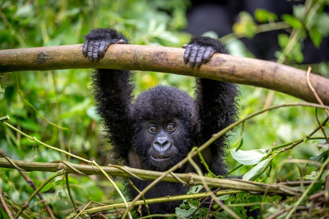 baby gorilla Virunga National Park