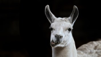 Dude Brings A Llama In A Tuxedo To His Sister’s Wedding As A Date After Trolling Her For Five Solid Years