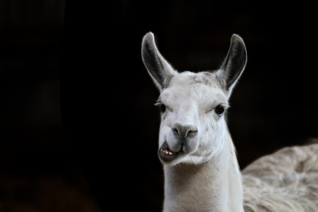llamas
