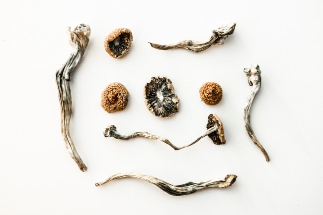 psilocybin mushrooms