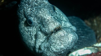 Fisherman Catches Mutant-Looking Wolf Eel And Learns That Taking A Picture Isn’t So Easy