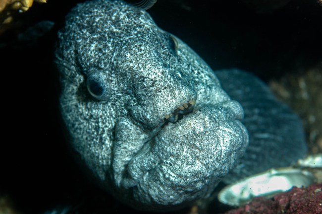 Wolfe Eel