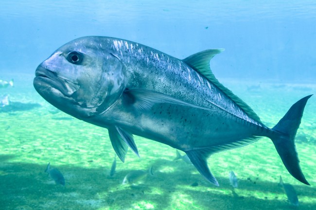 Giant Trevally