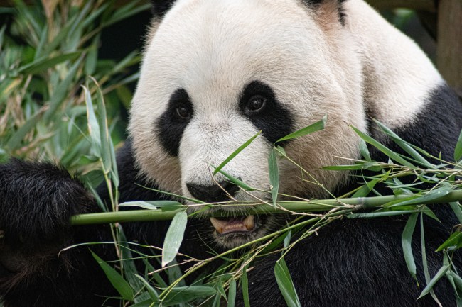 Giant Panda 