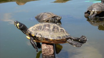 A Driver’s Windshield Was Shattered On The Highway By A ‘Flying Turtle’ That Got Stuck In The Glass