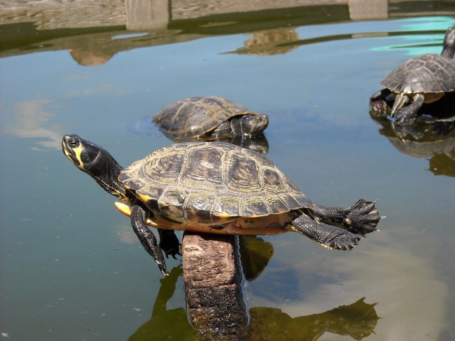 Turtles