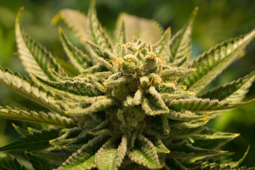The True Origin Of 4/20 Explained So You Can Sound Knowledgeable In Front Of Stoners