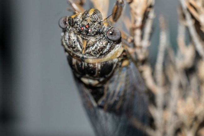 cicadas in the united states