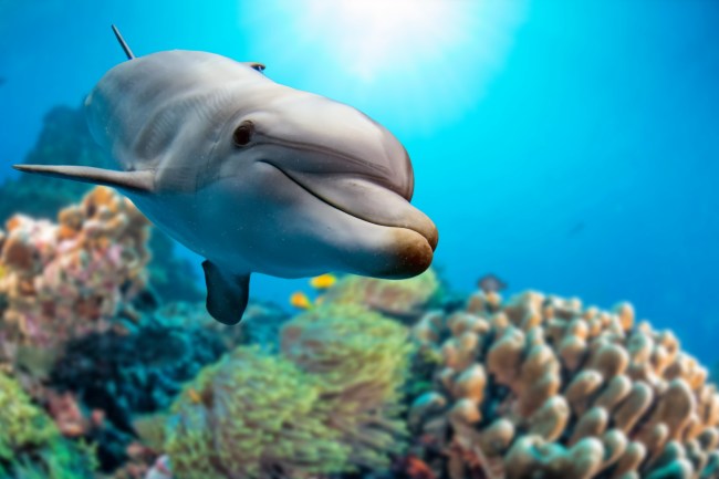 humpback dolphins