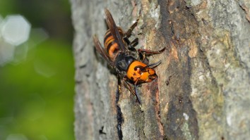 Video Shows Praying Mantis Easily Destroying A ‘Murder Hornet’ And Eating Its Face Off