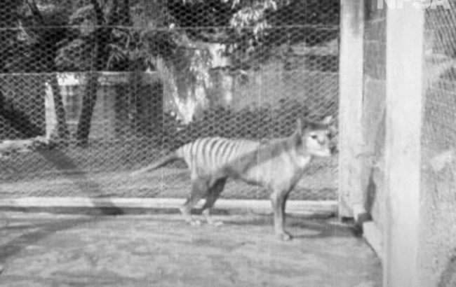 Last known Thylacine footage ever, Benjamin the Tasmanian Tiger 1935