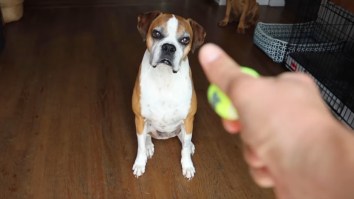 Owner Surprises Dog In Cancer Remission With 100 Giant Tennis Balls And Saying The Dog Is ‘Happy’ Is An Understatement