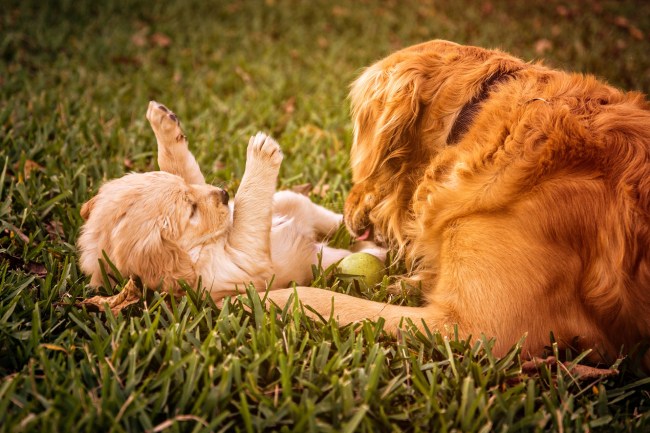 golden retrievers