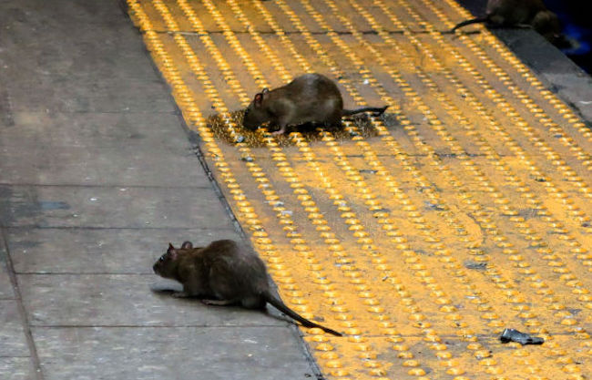 cdc aggressive cannibal rats warning