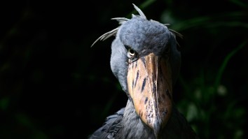 Bird That Looks Like A Muppet Crawled Out Of A Nightmare Is Freaking Out Millions On Twitter