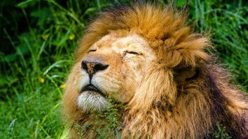 Exceptionally Smart Tourist Touches A Wild Lion And The King Of The Jungle Isn’t Having It
