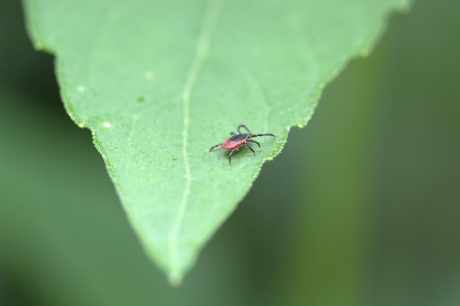 ticks