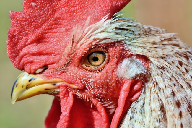 Chicken Rooster