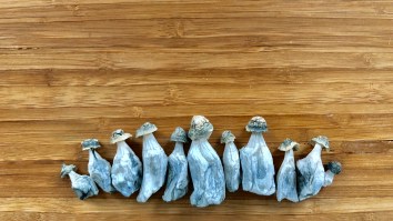 Oregon’s Petition To Legalize Psychedelic Mushrooms Amasses 165,000 Signatures, Expected To Make November Ballot