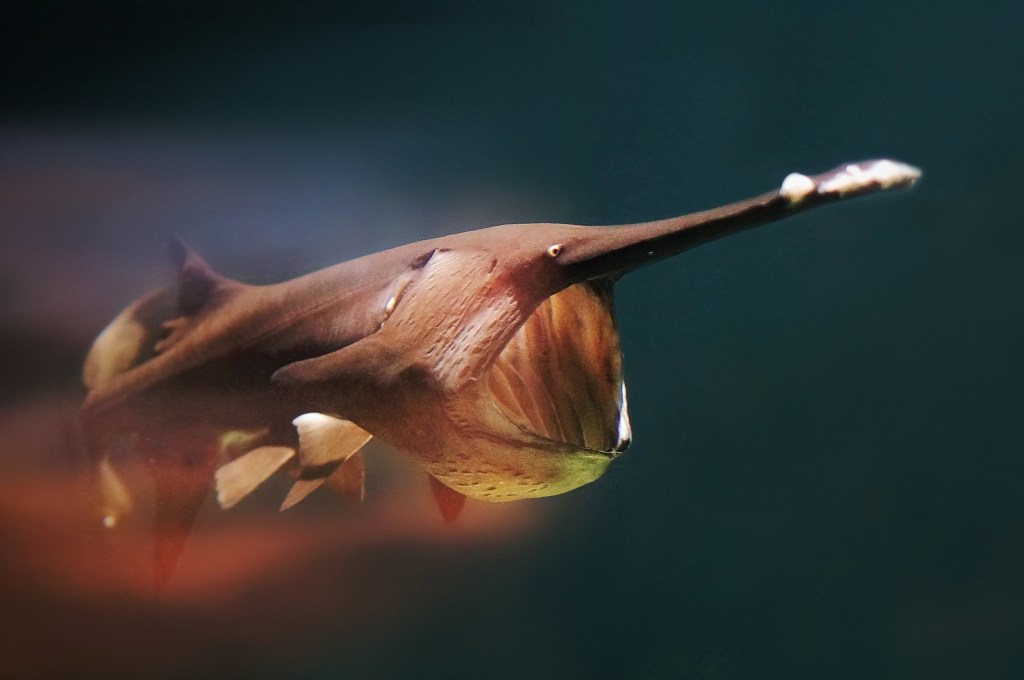 American Paddlefish