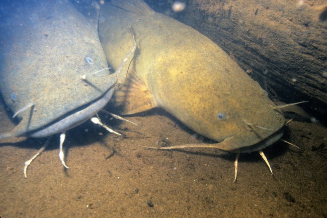 flathead catfish