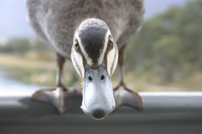 duck staring