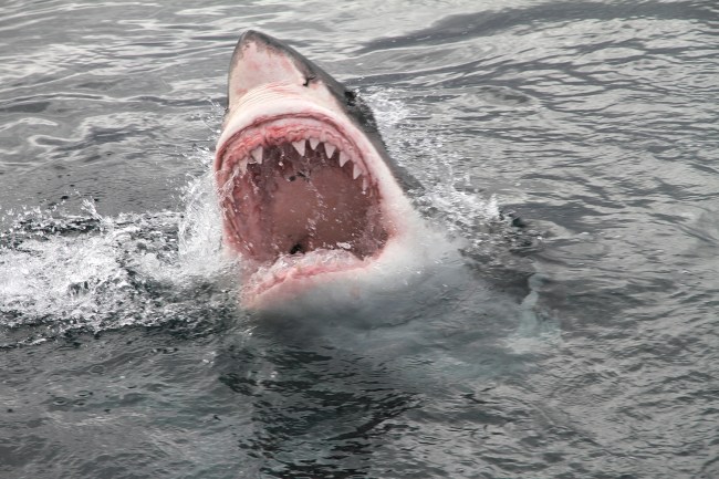 great white shark