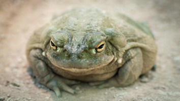 Adult Film Star Nacho Vidal Arrested After A Man Died Inhaling Psychedelic Toad Venom During A Mystic Ritual