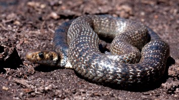 Australian Man Fights And Kills Deadly Snake With Seat Belt And Knife While Speeding Down The Highway