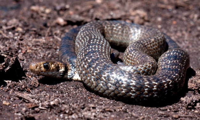 Australian Man Kills Snake With Seat Belt Knife While Speeding On Highway