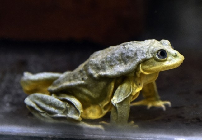 Scrotum Frog Lake Titicaca Water Frog