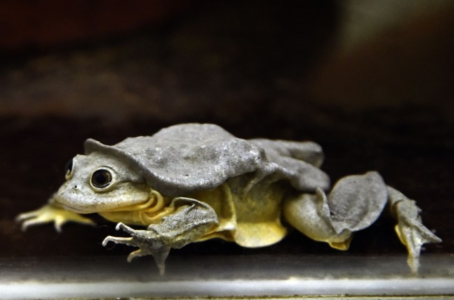 Scrotum frog Lake Titicaca Water Frog