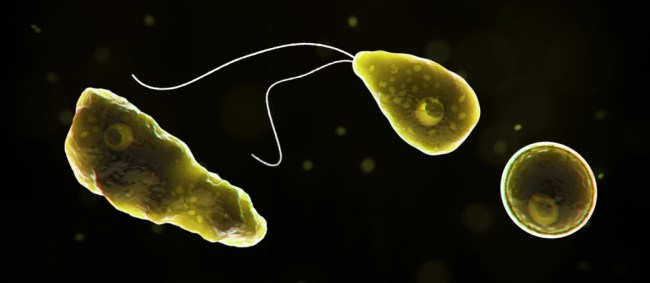 Naegleria fowleri brain-eating amoeba