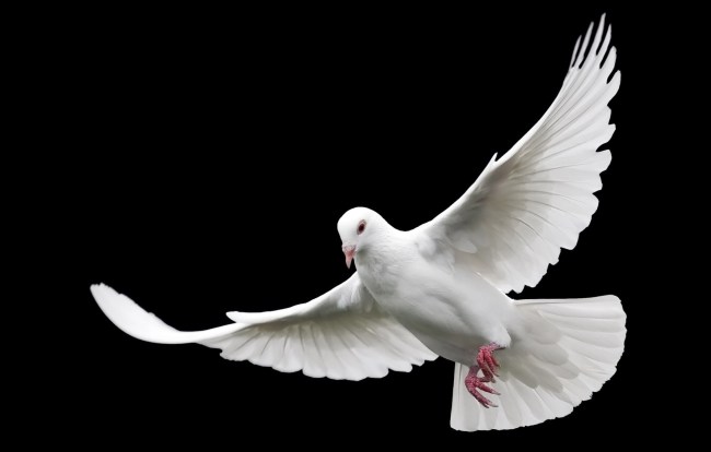 Pigeon Caught On Video Frozen In Mid-Air Leads To Alien Time Bubble Theory