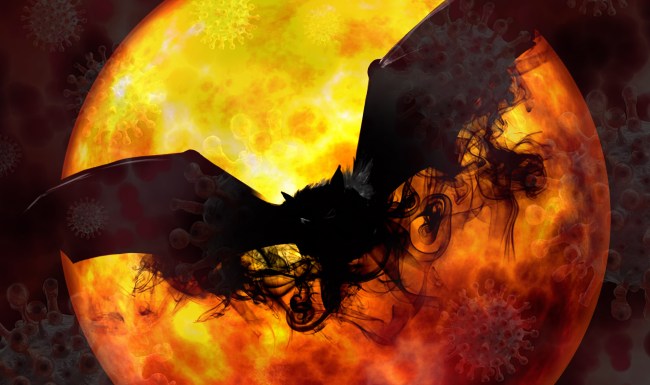 Study Claims Coronavirus May Have First Evolved In Bats In 1948