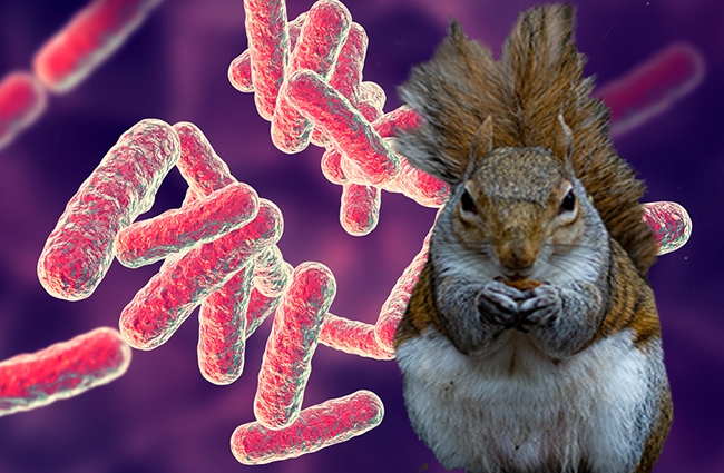 colorado squirrel bubonic plague