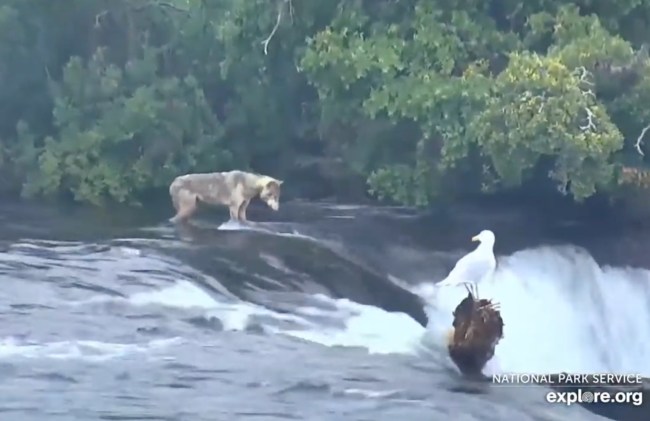 Gray Wolf on Live Bear Cam Brooks Falls Katmai National Park Alaska