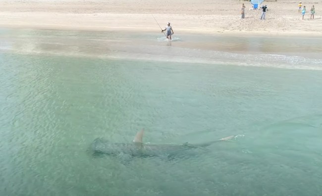 Great Hammerhead Hunting Blacktip Sharks
