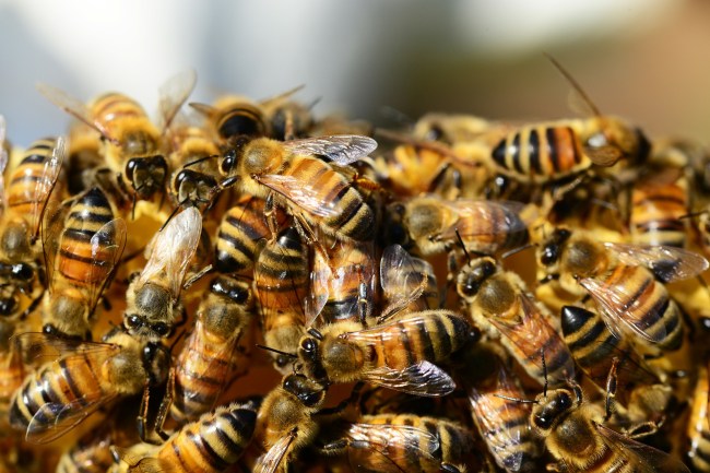 bee swarm
