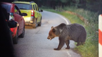 Extremely Smart Woman Tries Getting Super Close To A Fully-Grown Bear For A Photo And Learns Her Lesson