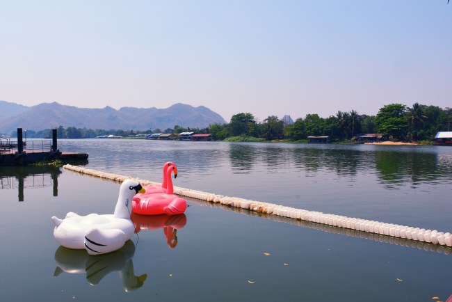 Swan Pool Float