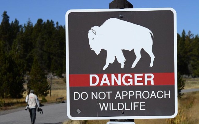 yellowstone animal social distancing guide
