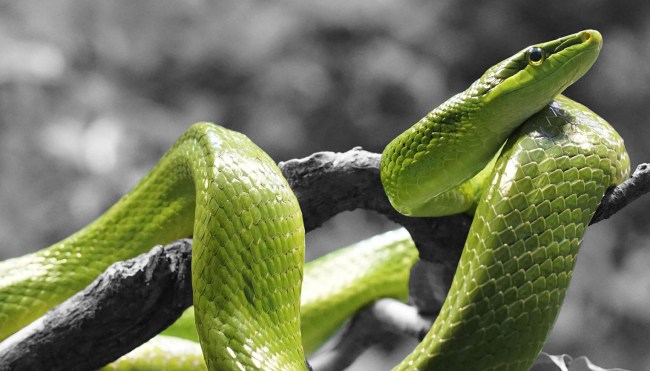 4-Foot Long Snake Had To Be Removed From Womans Throat In Russia