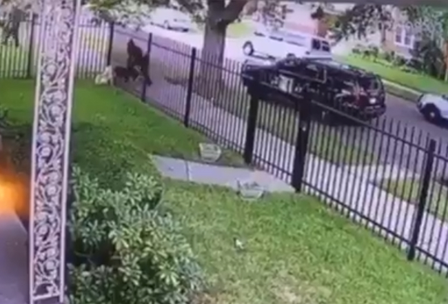 Detroit Police Shoot Dog