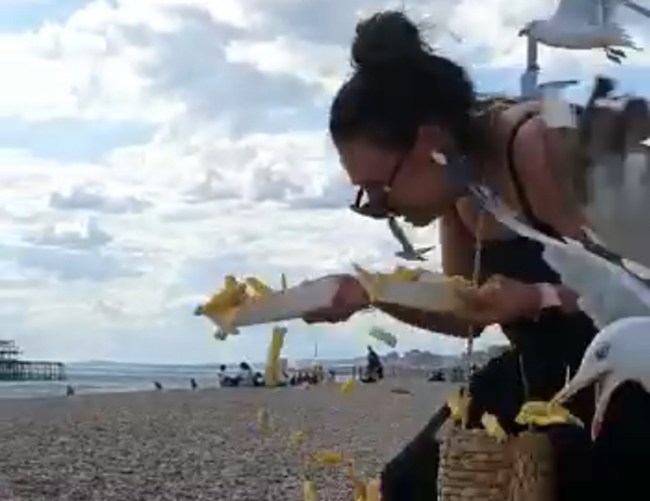 Seagulls Stealing Fries