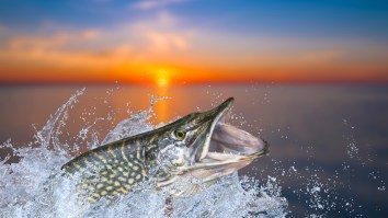 A Swimmer Was Pulled Under By A Fish And The Bite Was So Bad Her Rescuer Said It Looked Like An Alligator Bite
