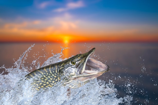 Muskie fish
