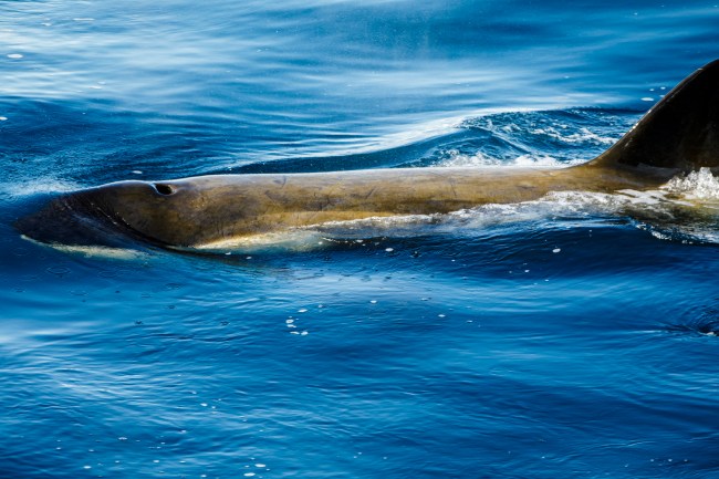 whale