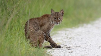 This Hilariously Profane Narration Of A Baby Alligator Fighting A Bobcat Is The Most Florida Thing You’ll See In 2020